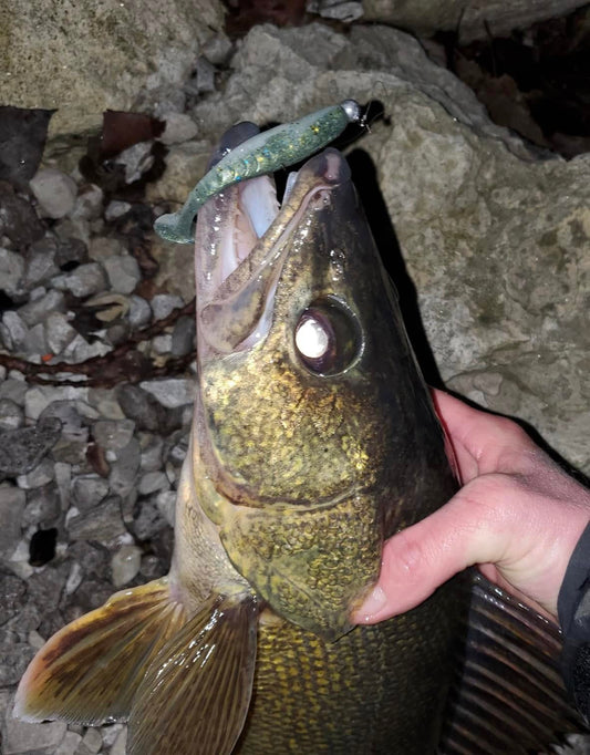 Angler fishing a paddle tail swimbait for walleye — basics of retrieve speed and jig head selection