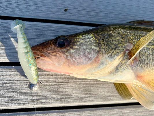 Fish Bum Raddletail glass rattle paddle tail swimbait for walleye fishing