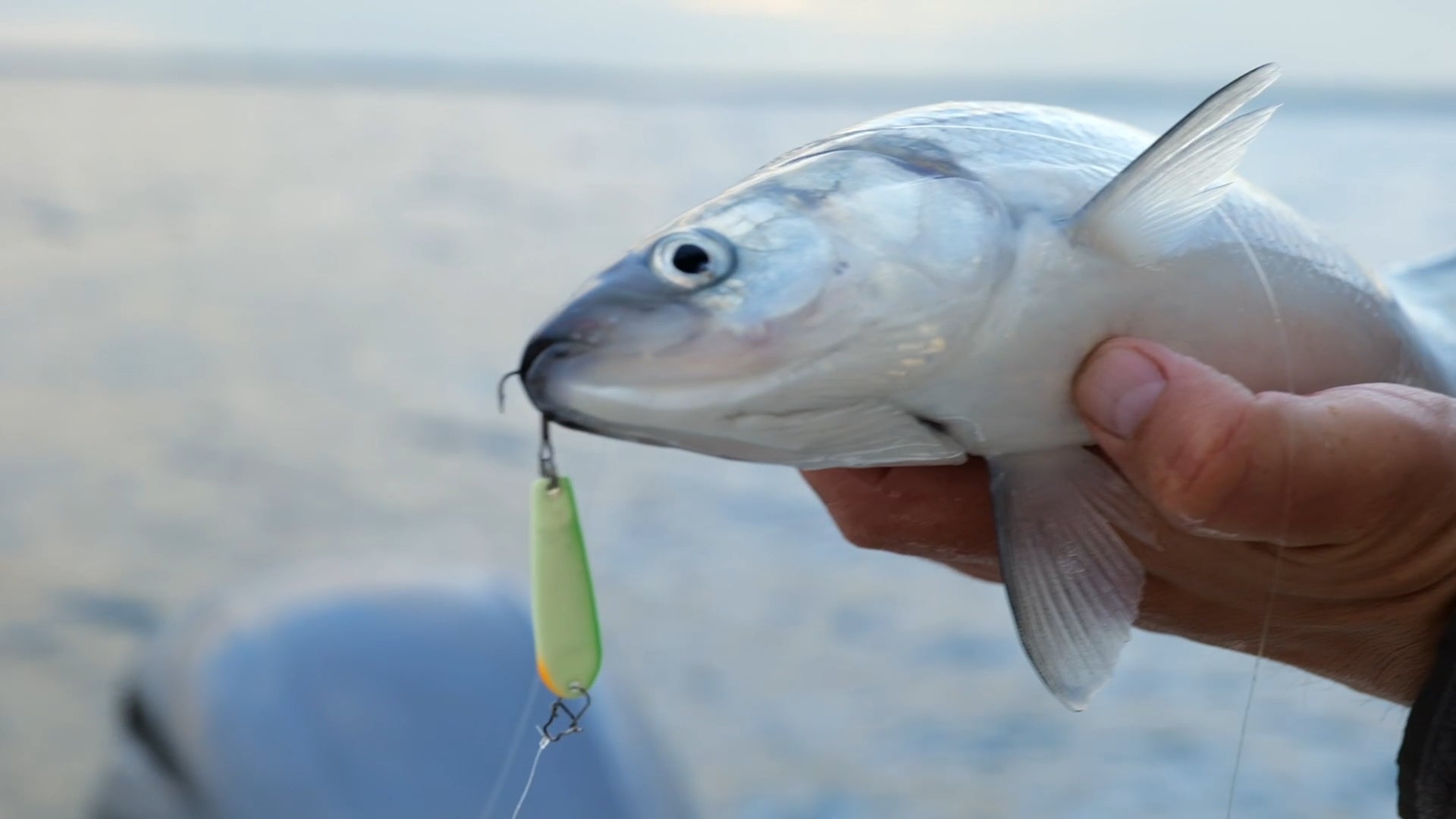 Cisco AKA Lake Herring caught on a Fish Bum Tackle Glow Tungsten Heavy Hitter Spoon