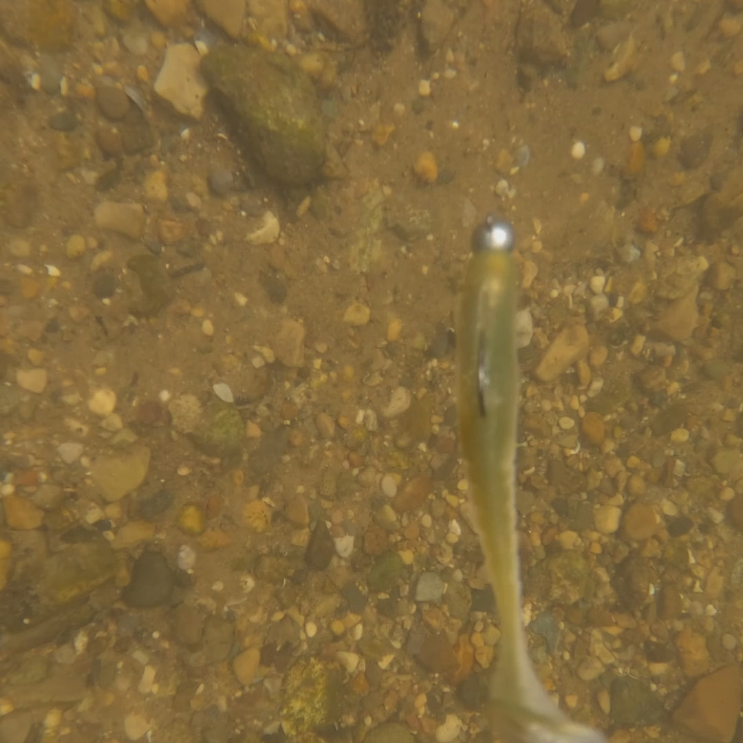 Load video: Fish Bum Raddletail 3.5 inch rattling paddle tail swimbait with built-in glass rattle video.